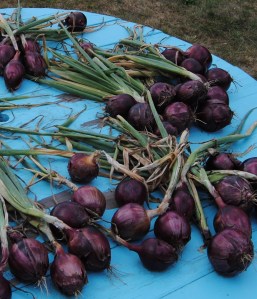 red wing onion harvest
