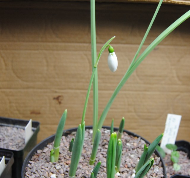 potted galanthus