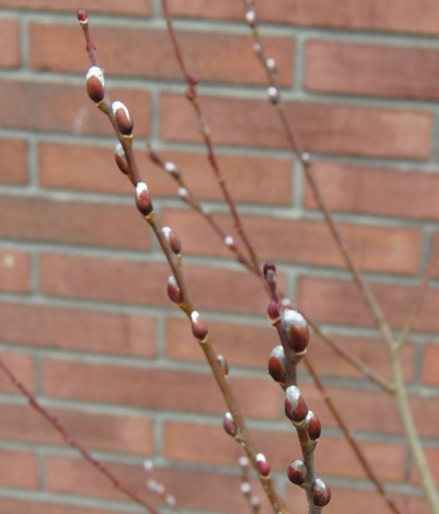 pussywillow buds