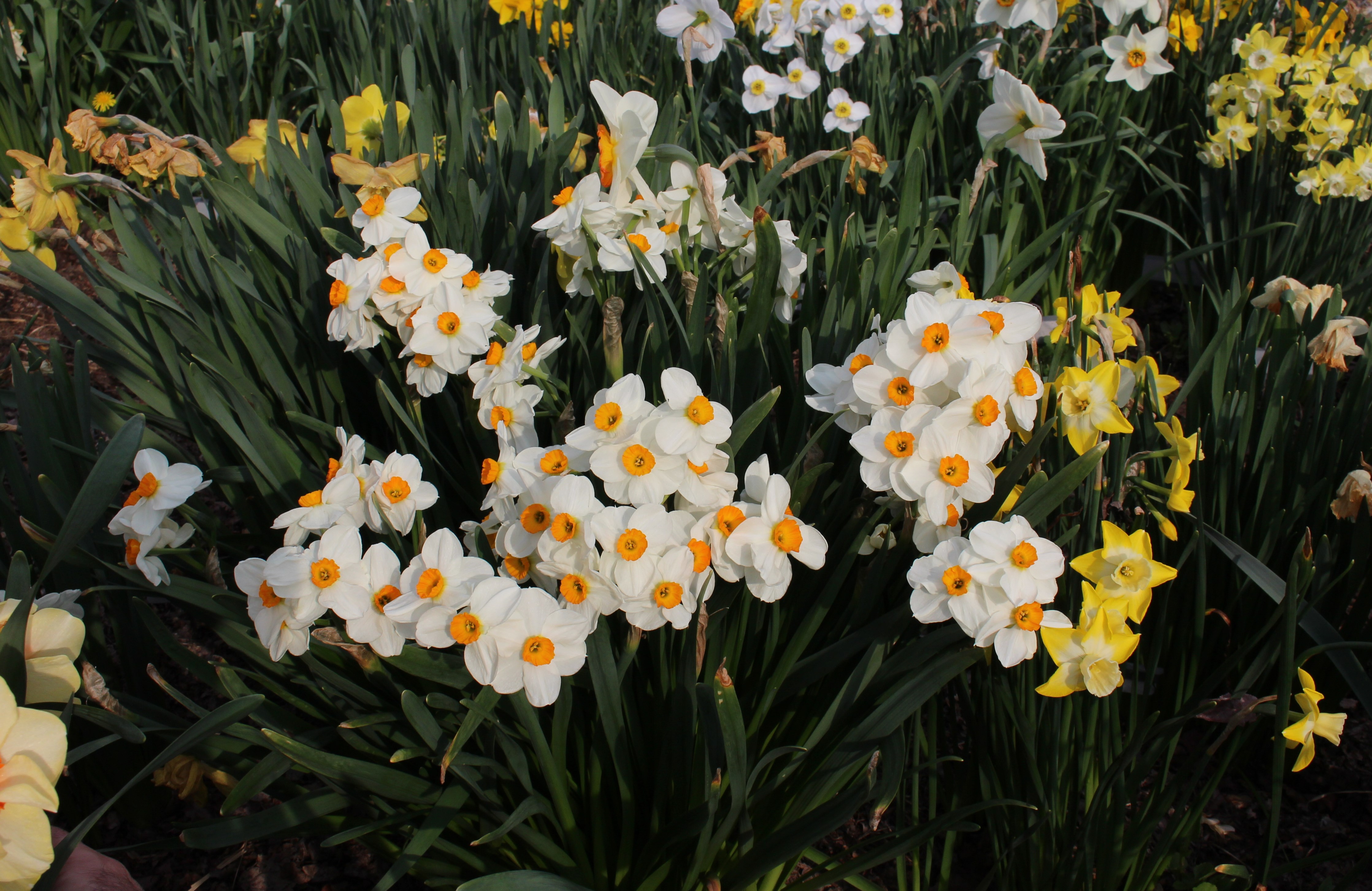 Narcissus “Geranium” can also be had in a double version Sir 