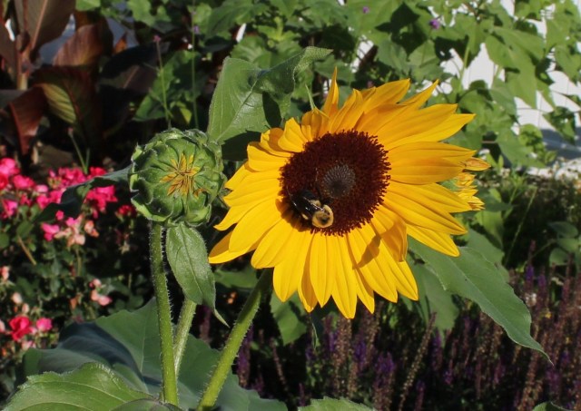 pollen free sunflower with bee