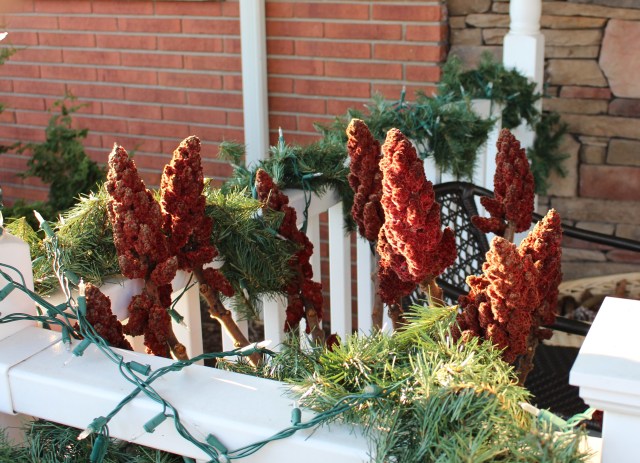 staghorn sumac winter decoration