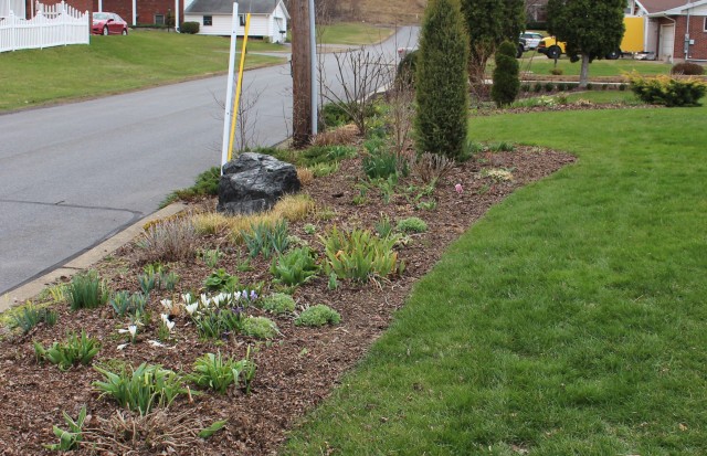 mixed perennial border mulched with leaves