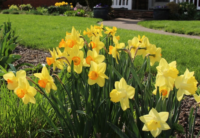 daffodil garden