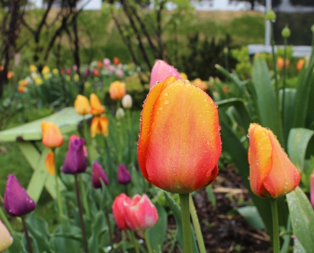perennial tulips
