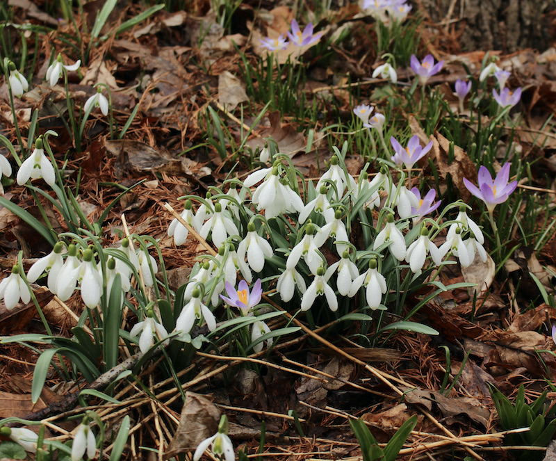 hedgleigh spring snowdrops