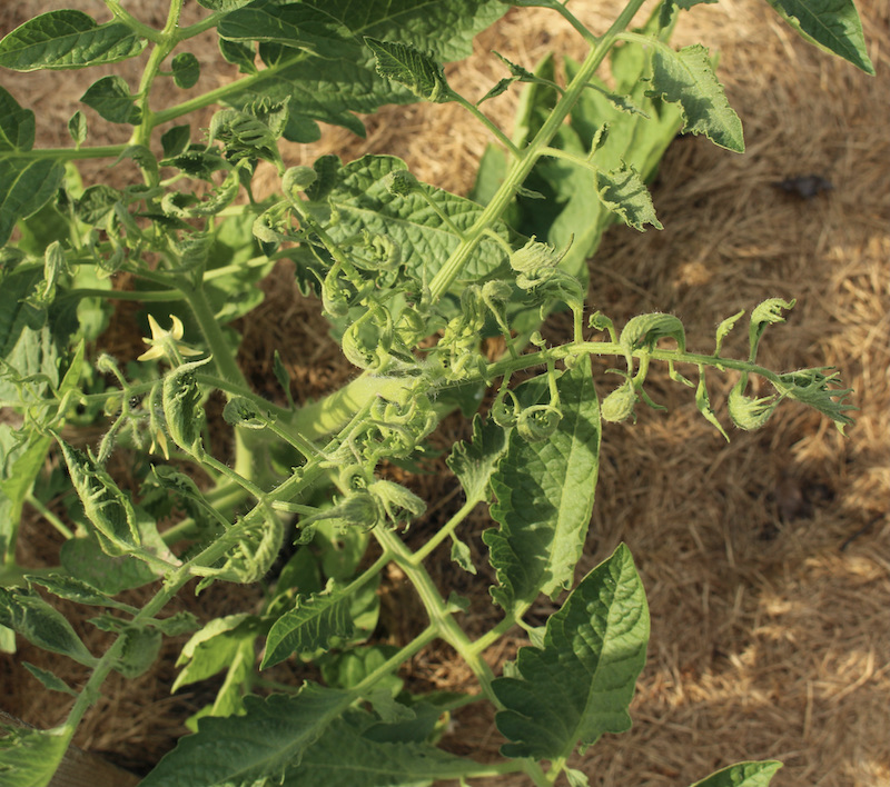 2-4-D tomato damage herbicide