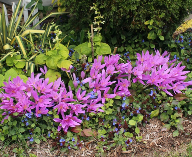 colchicum with groundcover