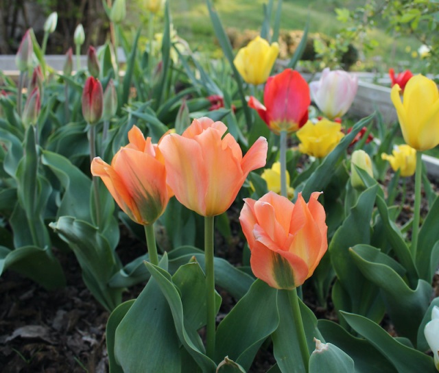 orange emperor tulip